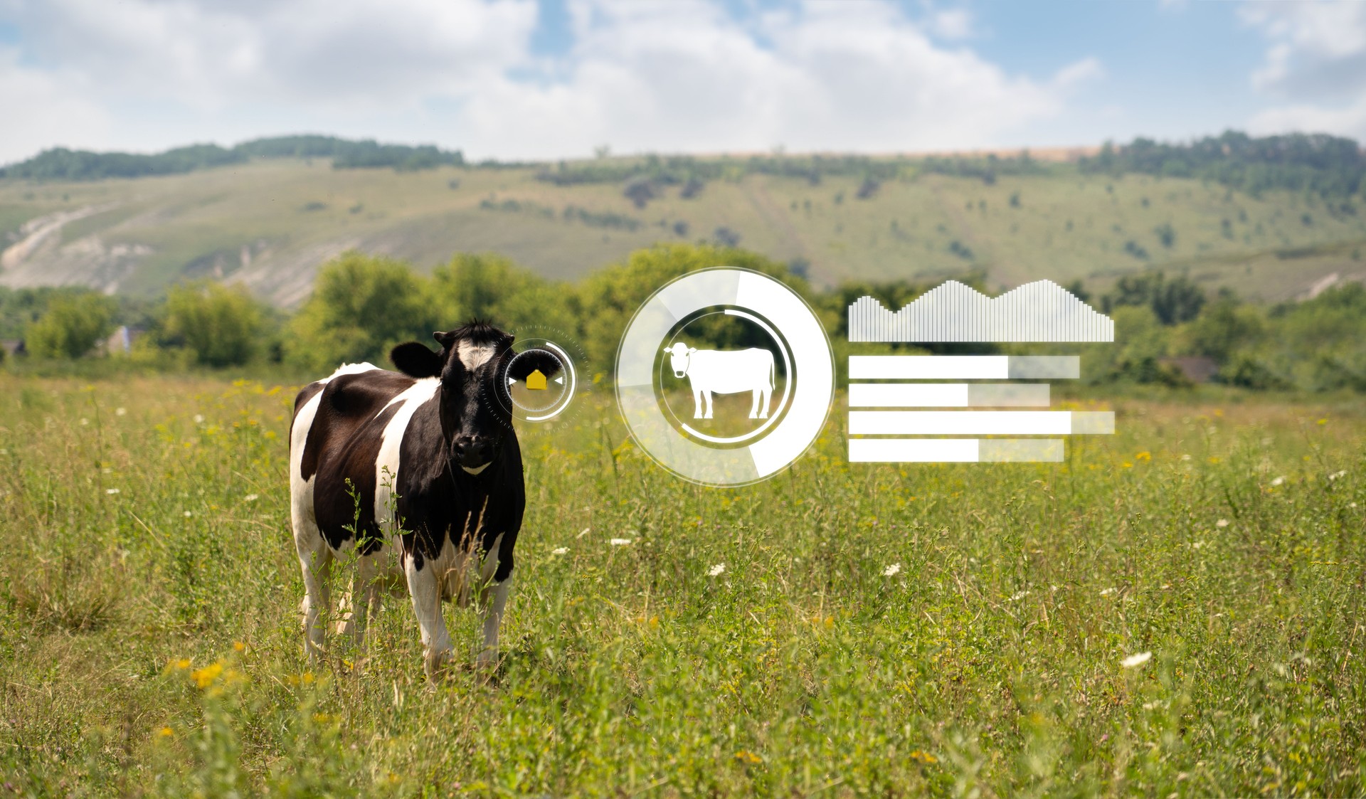 Cow with RFID chip and infographics.