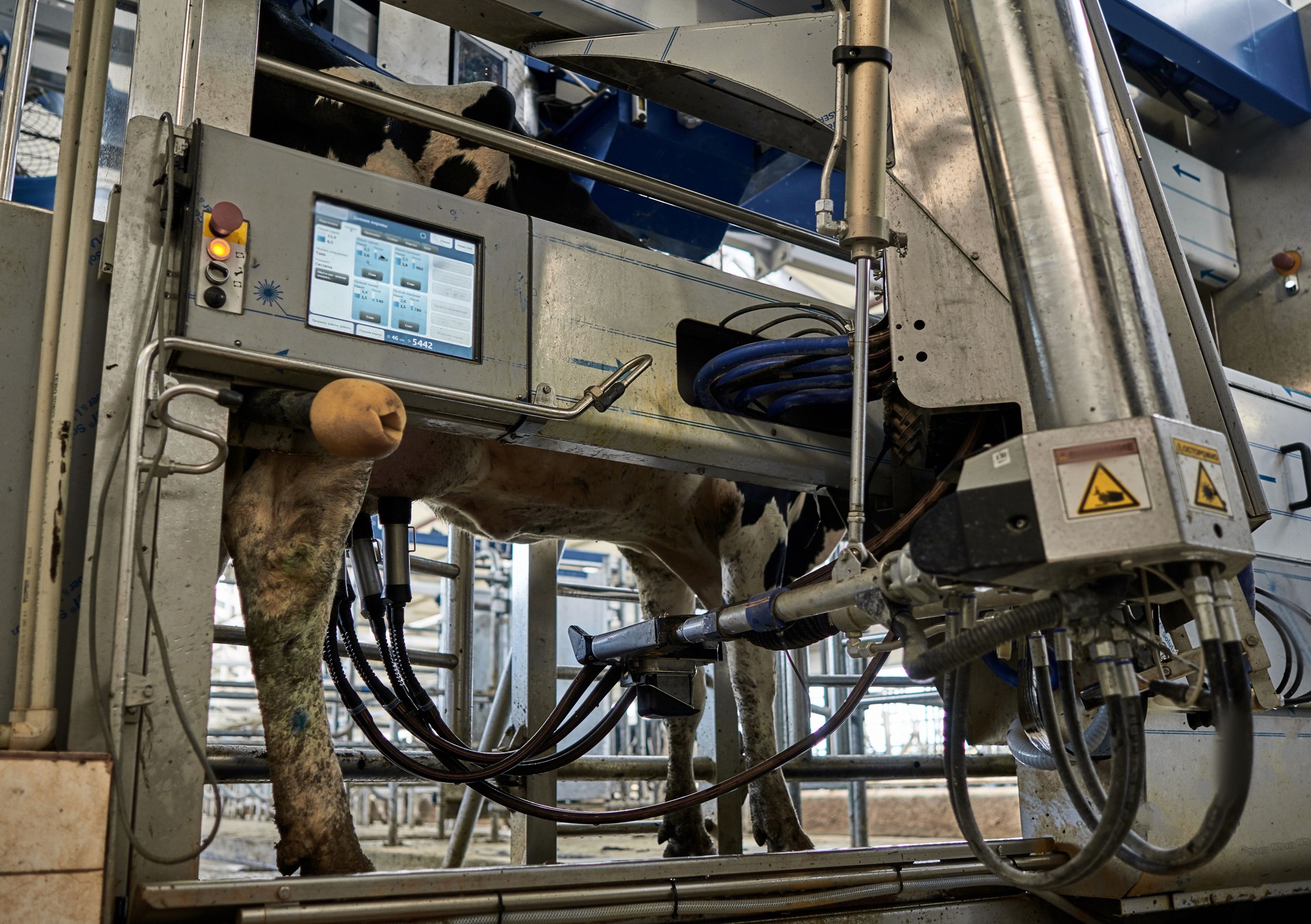 voluntary cow milking system