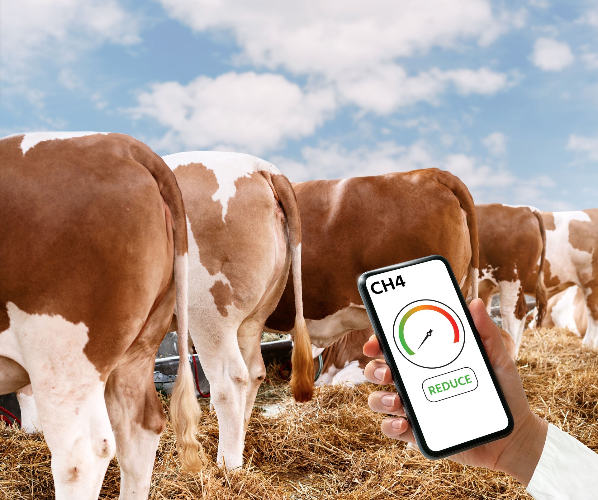 Reduction of CH4 methane in livestock farms.