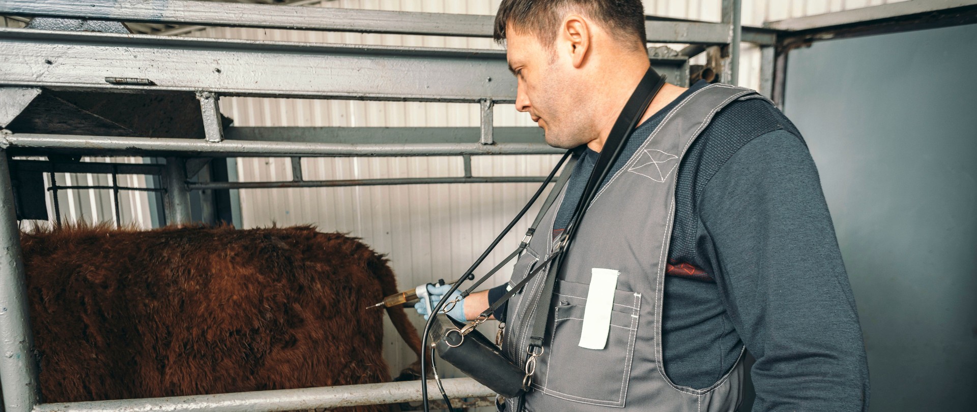 veterinarian is seen providing necessary injection to dairy cattle, emphasizing essential health practices that underpin productive and sustainable dairy farming